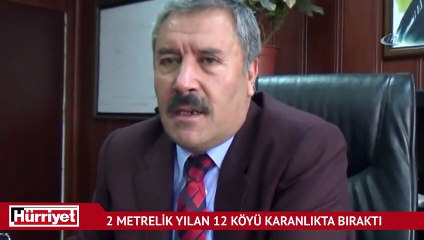 2 metrelik yılan 12 köyü karanlıkta bıraktı