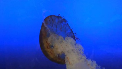 Amazing Meditation Video for Soothing body & Mind