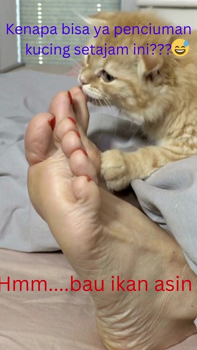 Video kucing lucu jilat kaki-funny cat licking feet video #shorts