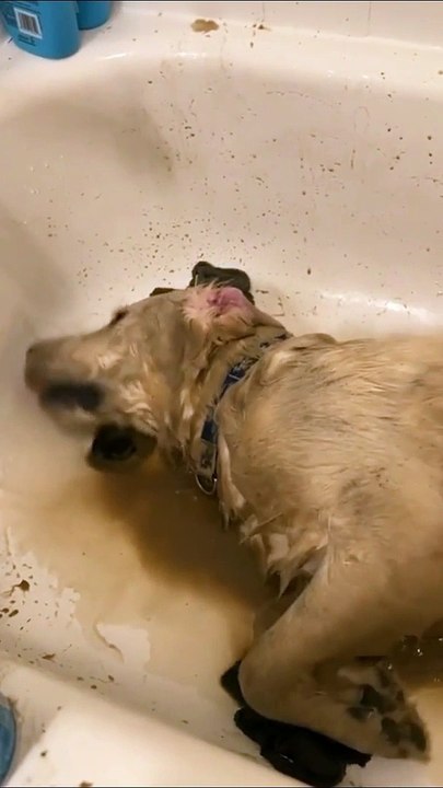 That is one happy fur baby!