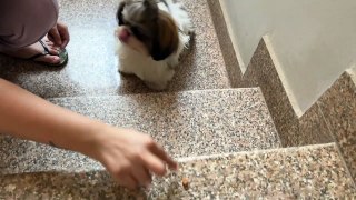 Cute Dog Videos | Cute Shih Tzu Learning to Climb Stairs |Funny Dog Videos