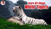 The Fact of White Tigers l White Tigers for Kids l Education & Fun for Kids