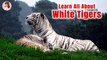 The Fact of White Tigers l White Tigers for Kids l Education & Fun for Kids