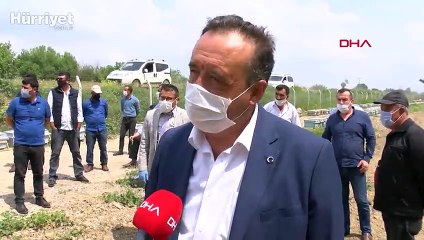 Narenciye balının kilo fiyatı 20 TL oldu