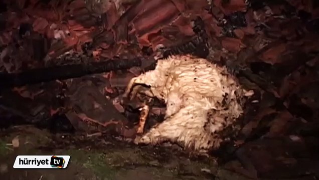 Tokat'taki yangında 207 küçükbaş hayvan telef oldu