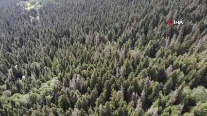 Artvin haberleri... Artvin ormanlarında 56 yıldır zararlı böceklerle mücadele sürüyor