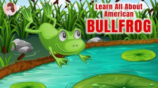 American Bullfrogs Facts l learn all about American Bullfrog l Education & Fun for Kids