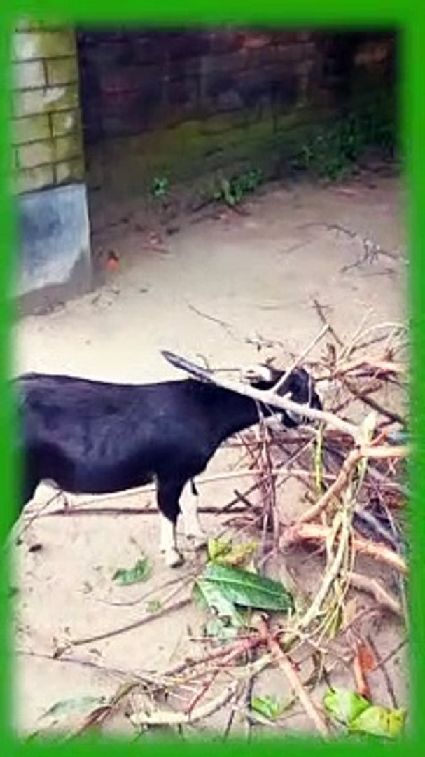 ⁣Funny animal videos 2023 || Animal planet | Animals video short || Animal Funny videos
