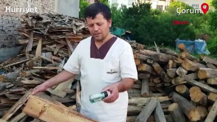 Çam odunundan 43 yıl önce yazılmış mektup çıktı