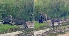 Afrique du Sud : un ratel affronte trois léopards dans un combat épique