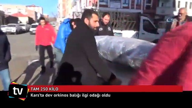 Kars’ta 250 kiloluk dev orkinos ilgi odağı oldu
