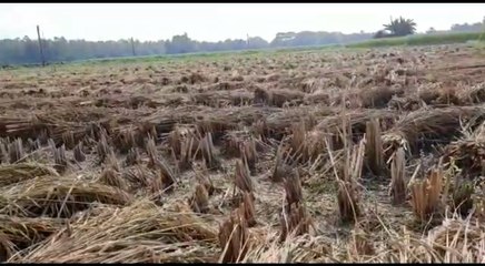 চলতি অকালবৃষ্টির অভাবে থমকে গেছে চাষবাস | Oneindia Bengali