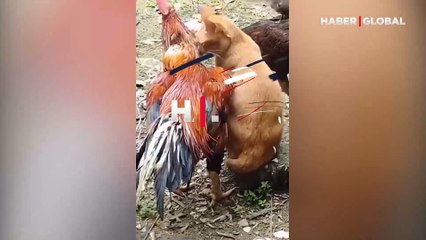 Kedinin tavuğa olan sevgisi şaşırttı: Dakikalarca sarıldı