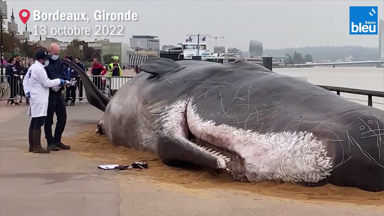 Baleine échouée sur les quais à Bordeaux : un collectif d'artistes à l'origine de la mise en scène