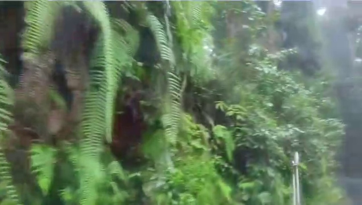 Beautiful Pine Forest in Darjeeling