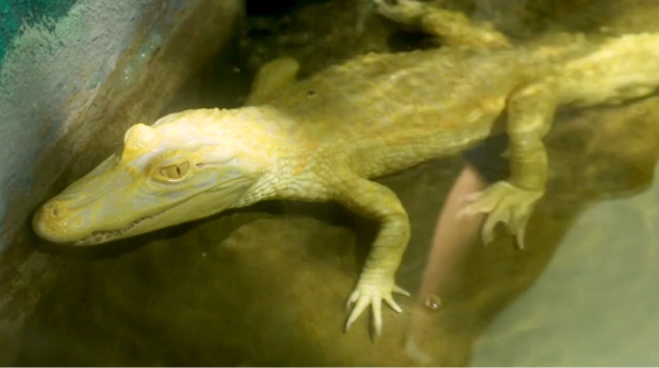 Flughafen München: Schmuggel von Albino-Alligator scheitert!