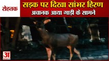 Sambhar Deer Was Seen On Road In Rohtak|रोहतक में सड़क पर दिखा सांभर हिरण,तलाश में जुटा वन्य विभाग