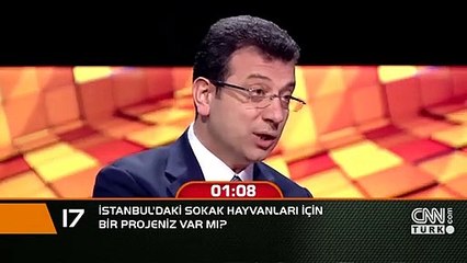 İstanbul'daki sokak hayvanları için bir projeniz var mı?