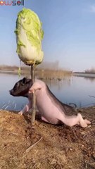 The piglet is eating cabbage uprightly