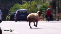 Kurbanlık koç, sahibini 5 kilometre koşturdu