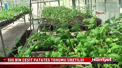 NİĞDE'DE 500 BİN CEŞİT PATATES TOHUMU ÜRETİLDİ