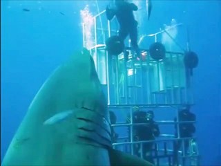 Dünyanın en büyük köpek balığını görüntülediler