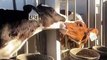 cow love scandal - funny video #Funny #viral #cow #love بقرة