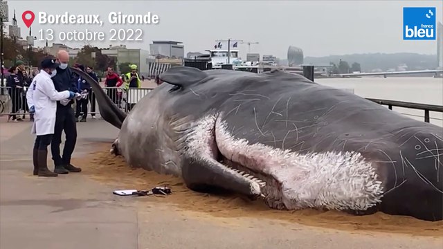 Un (faux) cachalot échoué sur les quais à Bordeaux