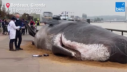 Un (faux) cachalot échoué sur les quais à Bordeaux