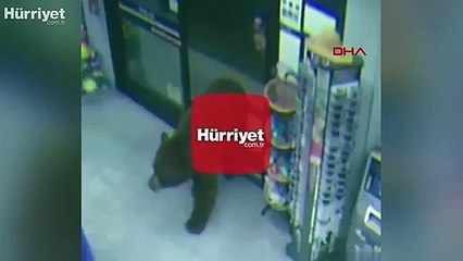 ABD'de ayı, süpermarkete zorla girerek çikolata yedi