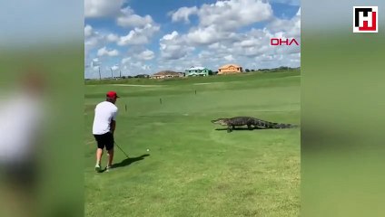 Timsaha rağmen golf oynamaya devam etti