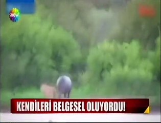 Aslanın karizması fena bozuldu