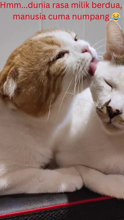 kucing kasmaran - cat in love