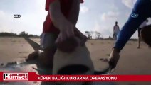 Köpek balığı kurtarma operasyonu