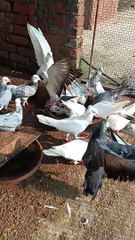 World High Flyer Pigeons | दुनिया के सबसे ज़्यादा उड़ने वाले कबूतर अगर आपने इन कबूतरो को न देख तो कुछ नही देखा ।