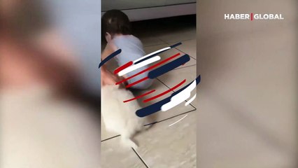 Böyle sevgi görülmedi... Minik köpeğin, küçük çocuğa ilgisi gündem oldu