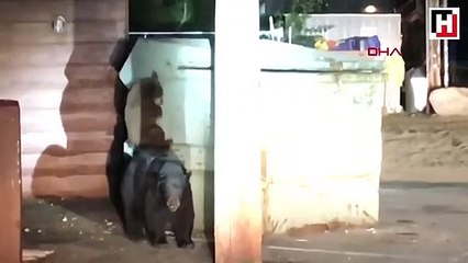 Konteynırda mahsur kalan yavru ayıyı polis kurtardı