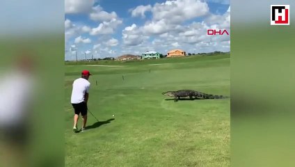 Timsaha rağmen golf oynamaya devam etti
