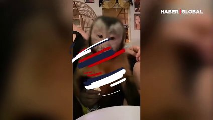 Sahibinin mısırını afiyetle yiyen maymunun rahatlığı dikkat çekti