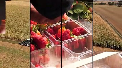 La carota, virtuoso concentrato di salute