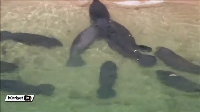 Deniz ayıları sahili bastı