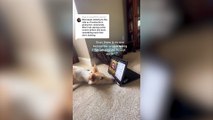 Meet the dog obsessed with horses - so much so she taught herself how to watch videos of the animals on her owner's iPad