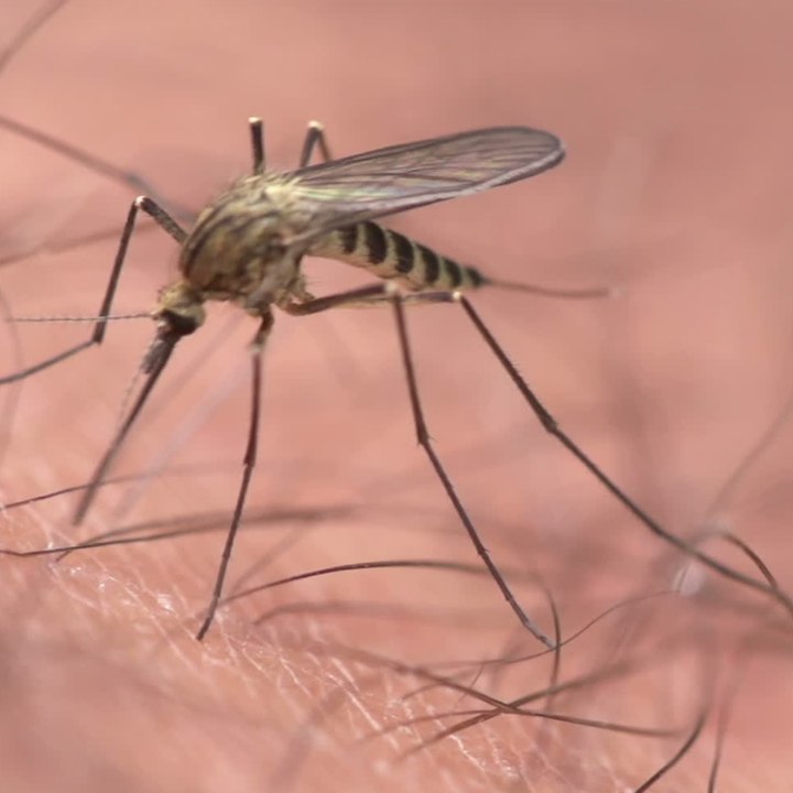 Insecte, araignée, acarien... les différences - carré