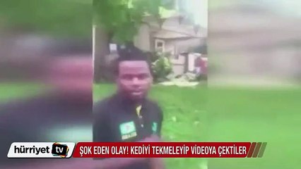 Dehşet veren olay! Kediyi tekmeleyip videoya kaydettiler