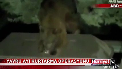 AYI KURTARMA OPERASYONU! İMDADINA POLİSLER YETİŞTİ