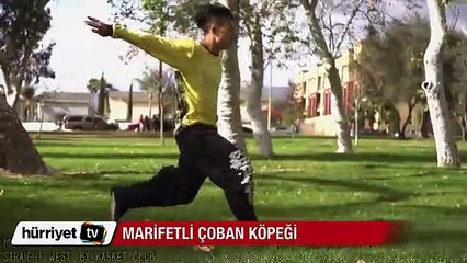 Çoban köpeğinin muhteşem parkur şovu