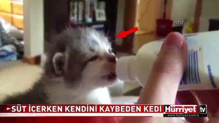 KEDİNİN KULAKLARI HİÇ DURMADI