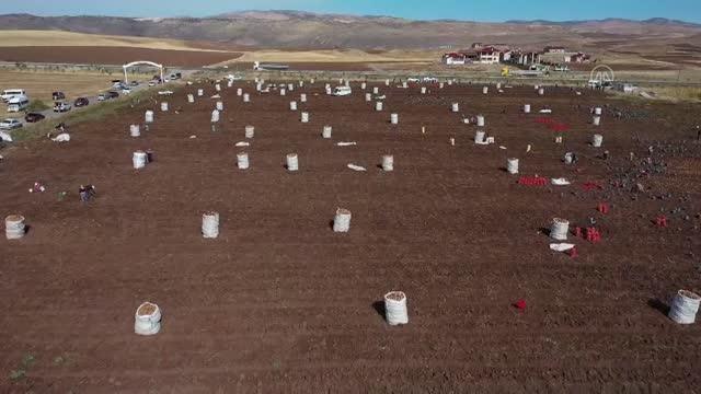 Sivas haberleri... Sivas'ta yemeklik ve sanayi tipi patateste verim de ekim alanları da artıyor