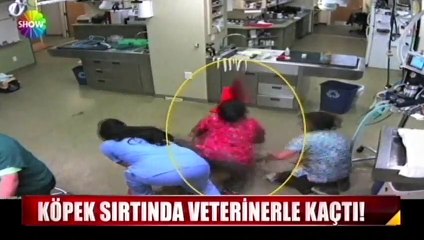 Köpek, sırtında veterinerle böyle kaçtı