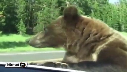 Otomobile girmeye çalışan ayı korkuttu